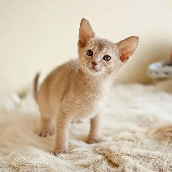 Sam