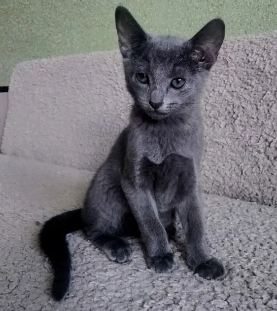 Azul Ruso