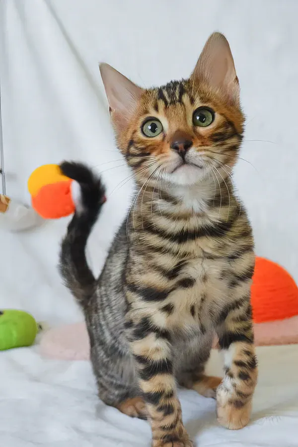 Bengalí
