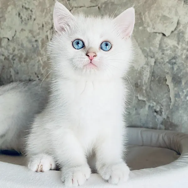 Asti, gatito British Shorthair