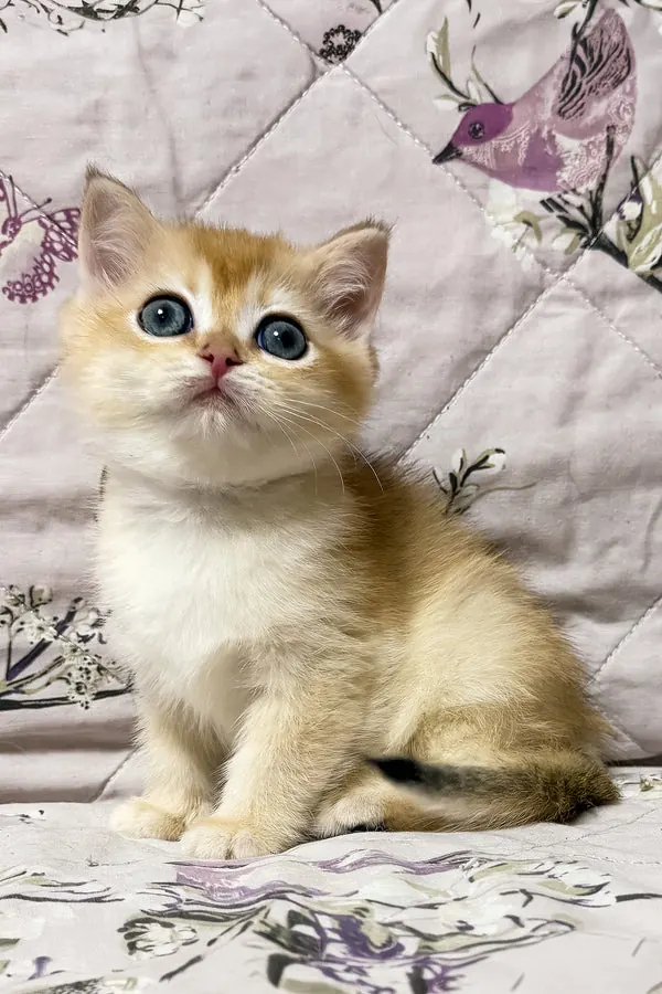 Olly