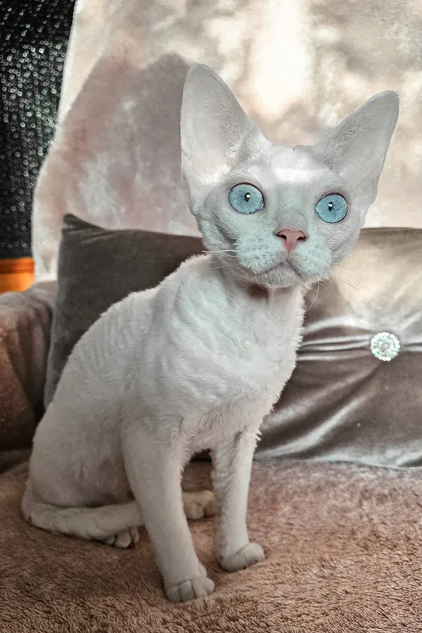 Luna, Devon Rex