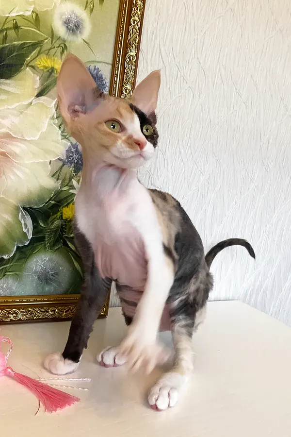 Paloma