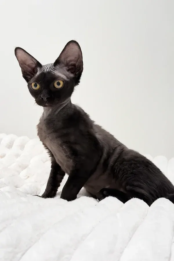 Onyx