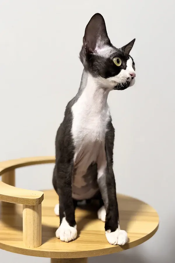 Oscar