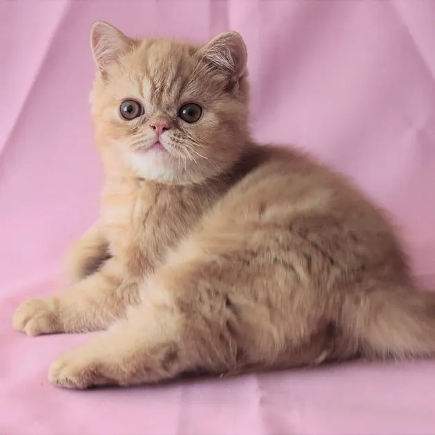 Exotic Shorthair