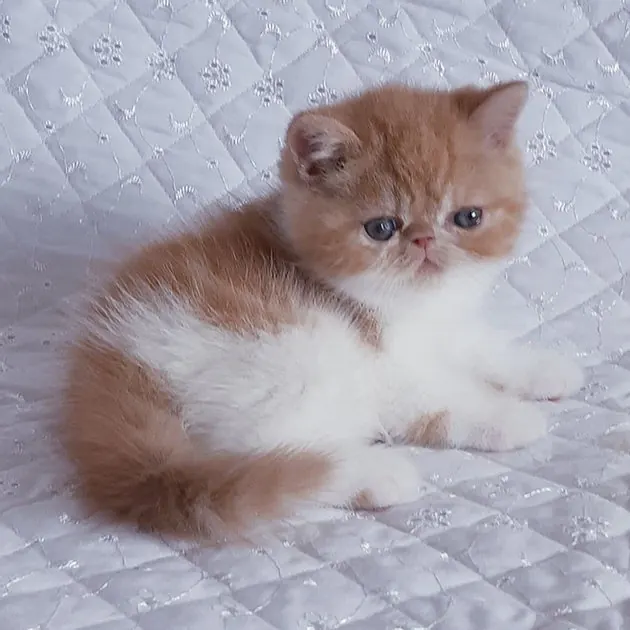 Nikola