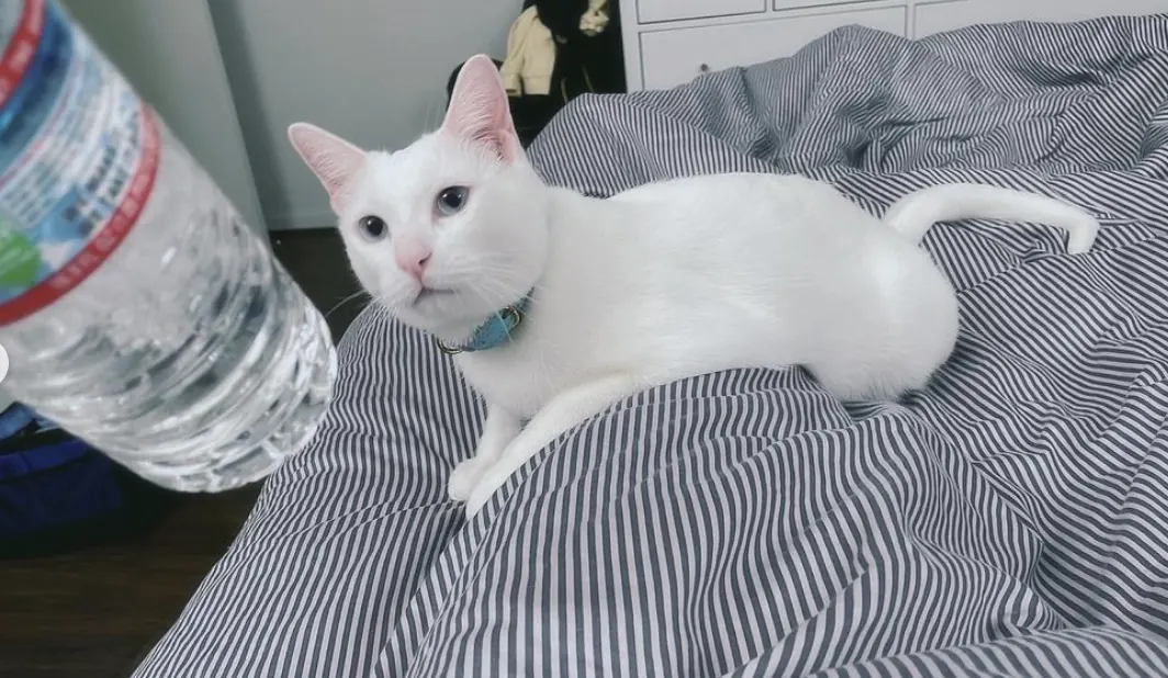 Kayla, gatito Khao Manee de Ana Gatitos