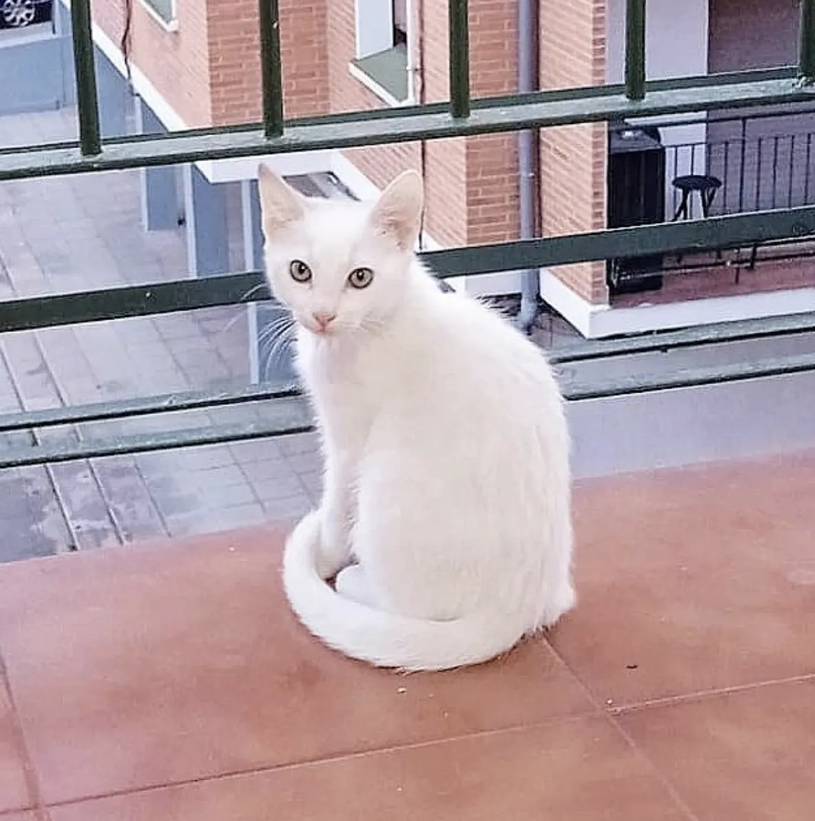 Copito