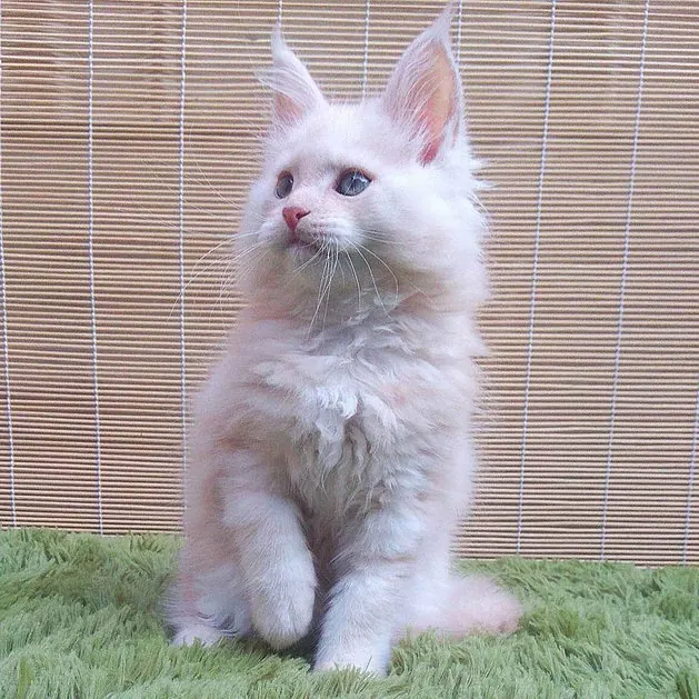 Maine Coon