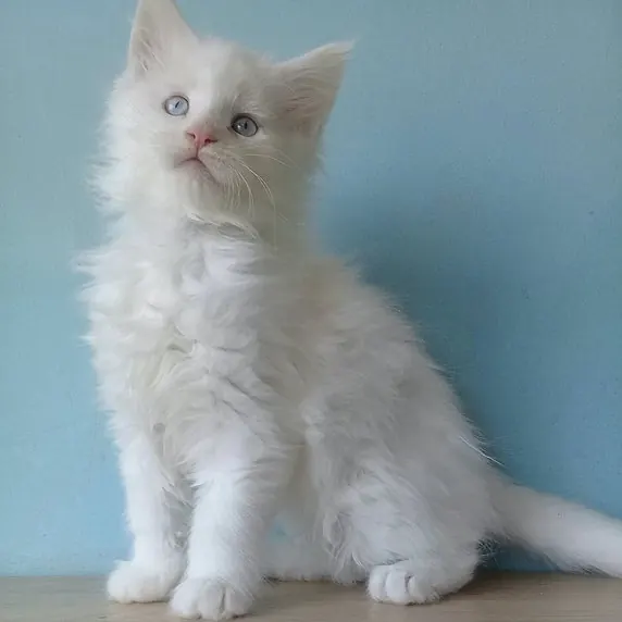 Lola