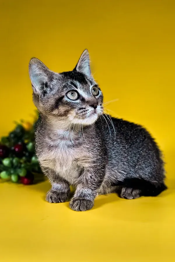 Amalia, Munchkin