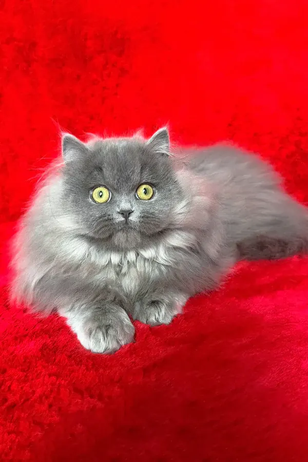 Barbara