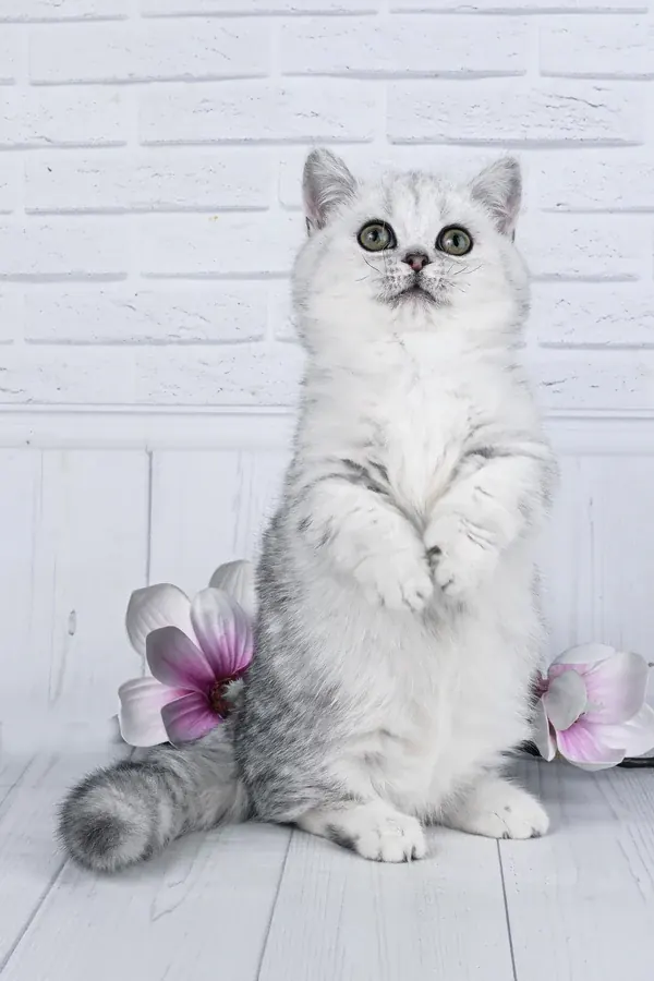Freya