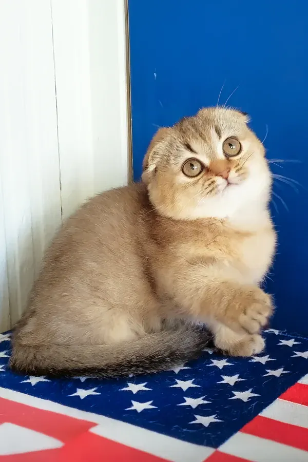Maggie