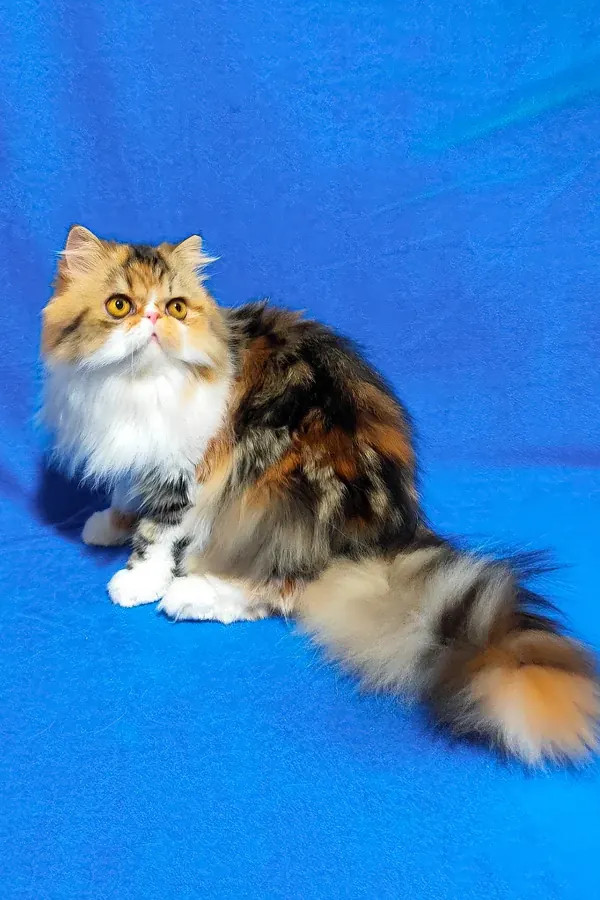Persa