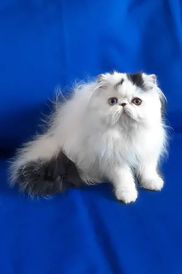 Yastina