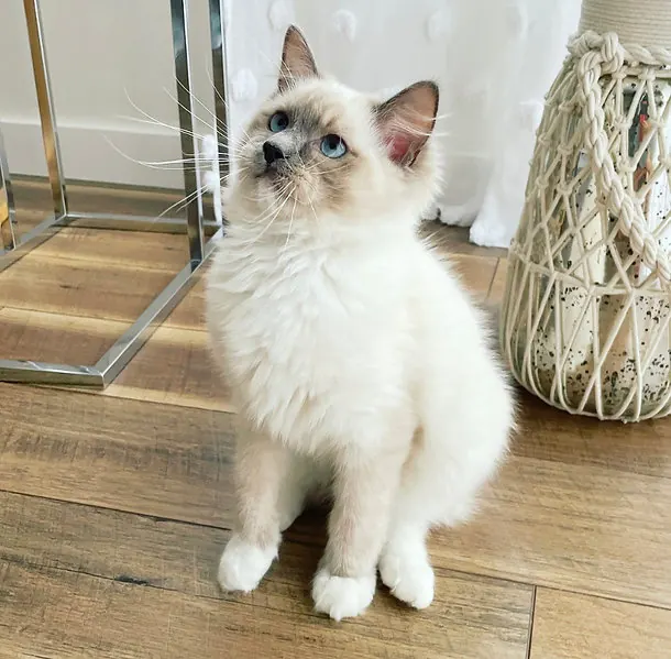 Ragdoll