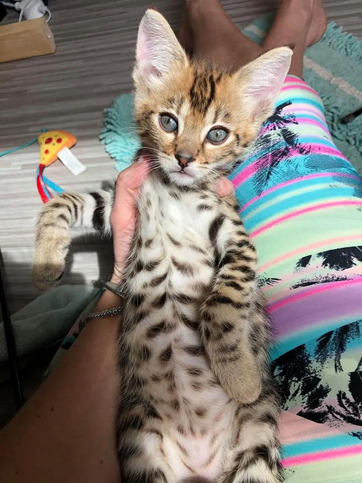 Nemo
