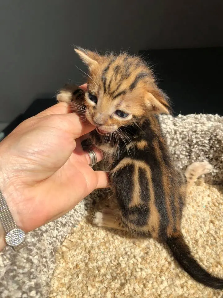 Surprise