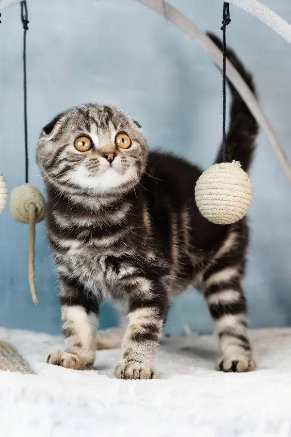 Scottish Fold