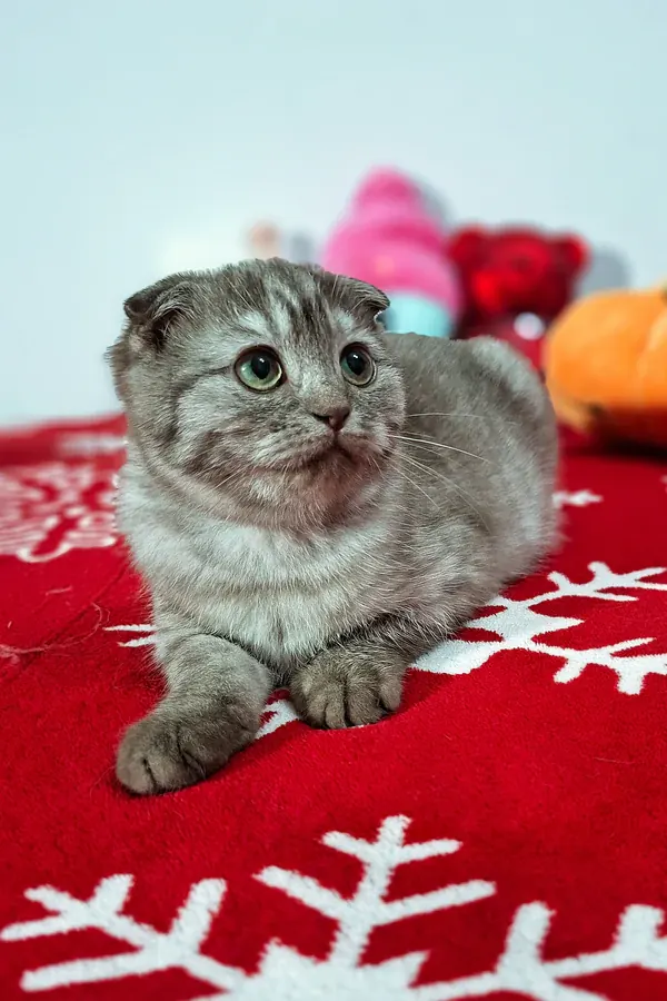 Ella