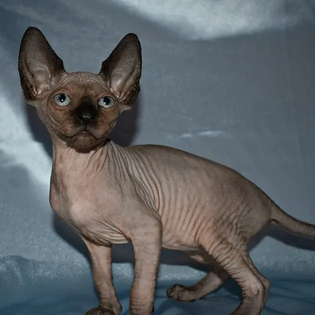 Sphynx